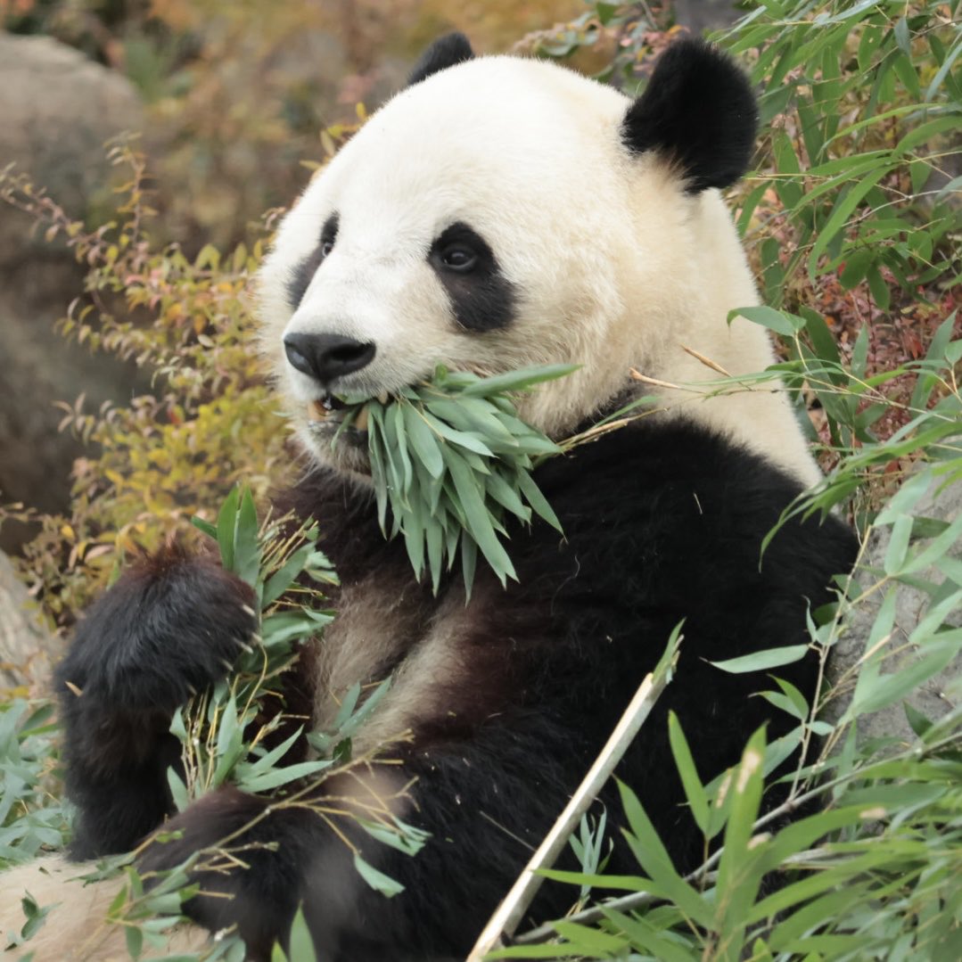 パンダ様 金曜日の食パンダさん.
