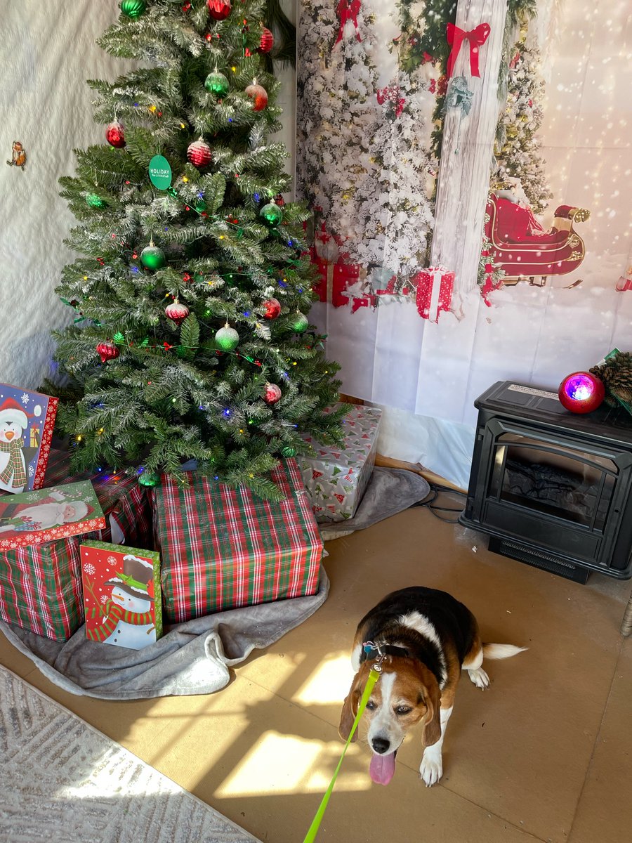 1onwardtogether's tweet photo. @beaglefacts https://t.co/C1jtCxMdKQ