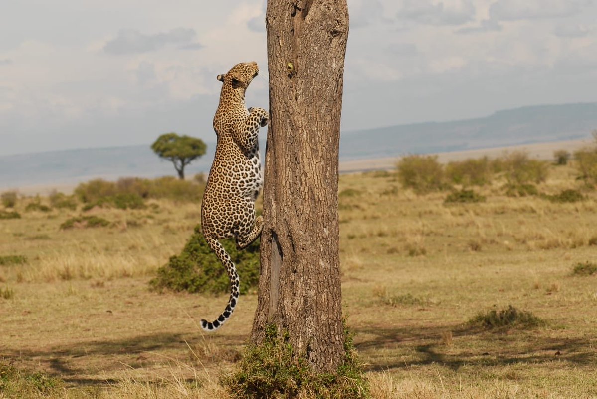Mara Intrepids Camp tweet media