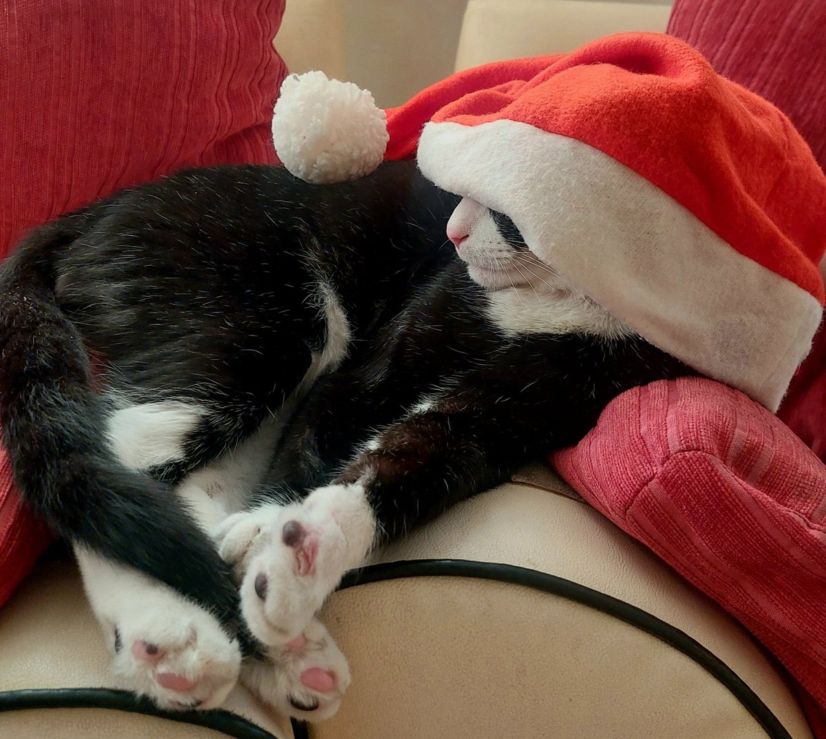 Mr.Raisin says happy Caturday😬🧑‍🎄🐈‍⬛