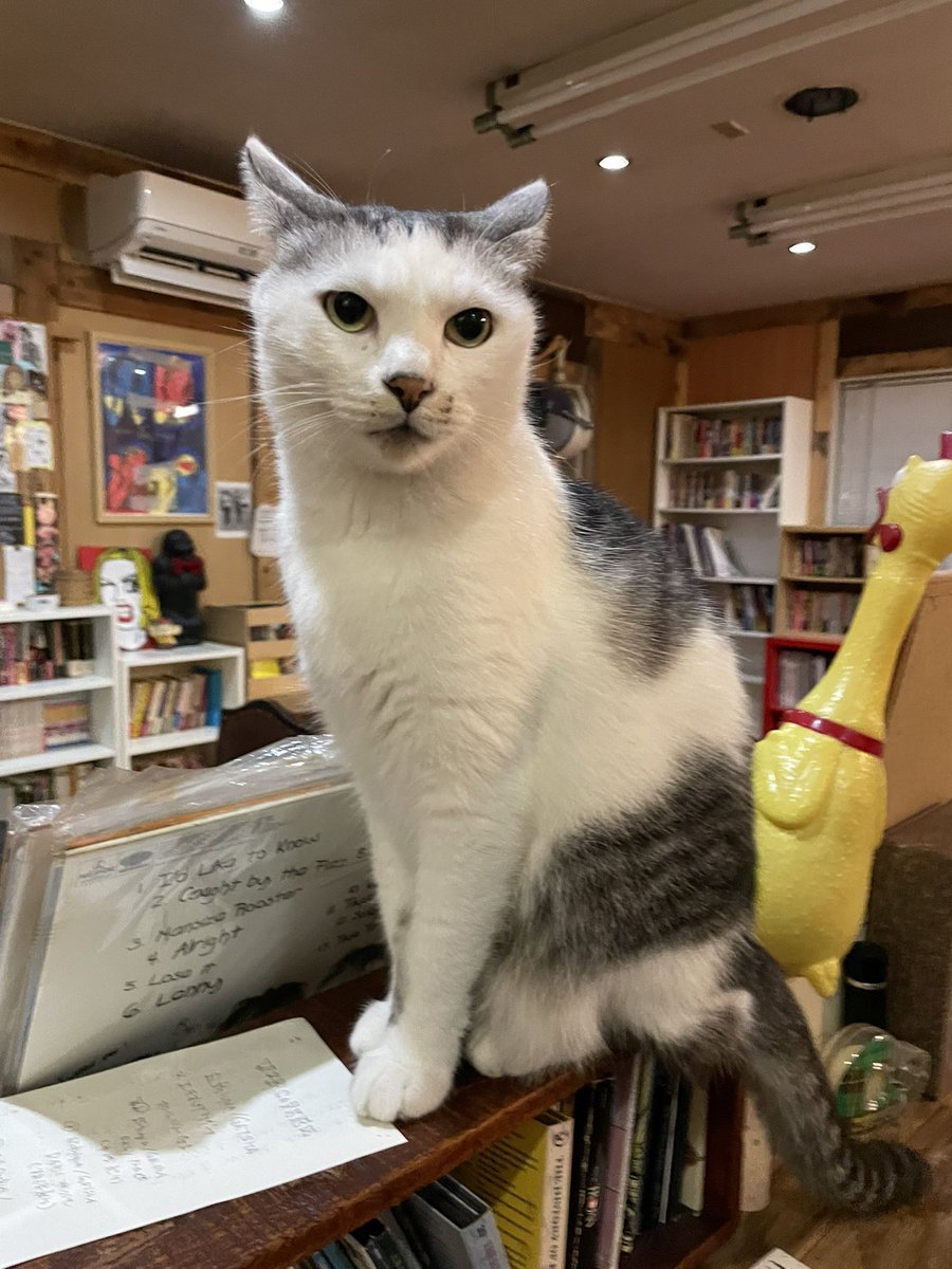 やりたい放題のネコ