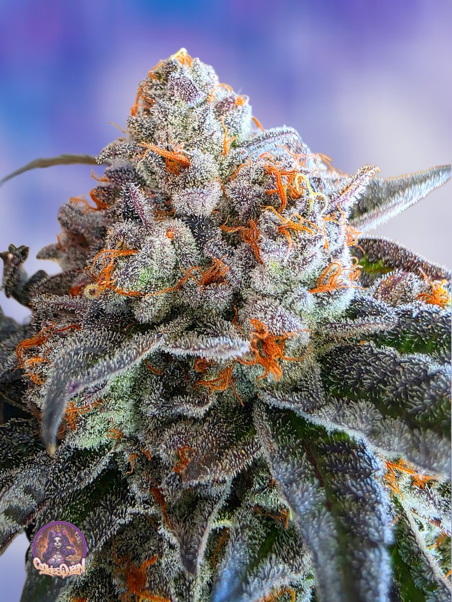 Happy Saturday! Coming at you with the Blue Nerds today! Enjoy your weekend! #CannabisCommunity #Cannabisculture #StonerFam #Mmemberville