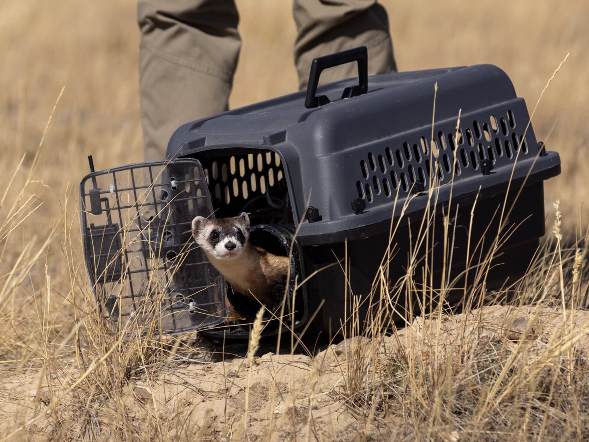 RodeoProfessor tweet media