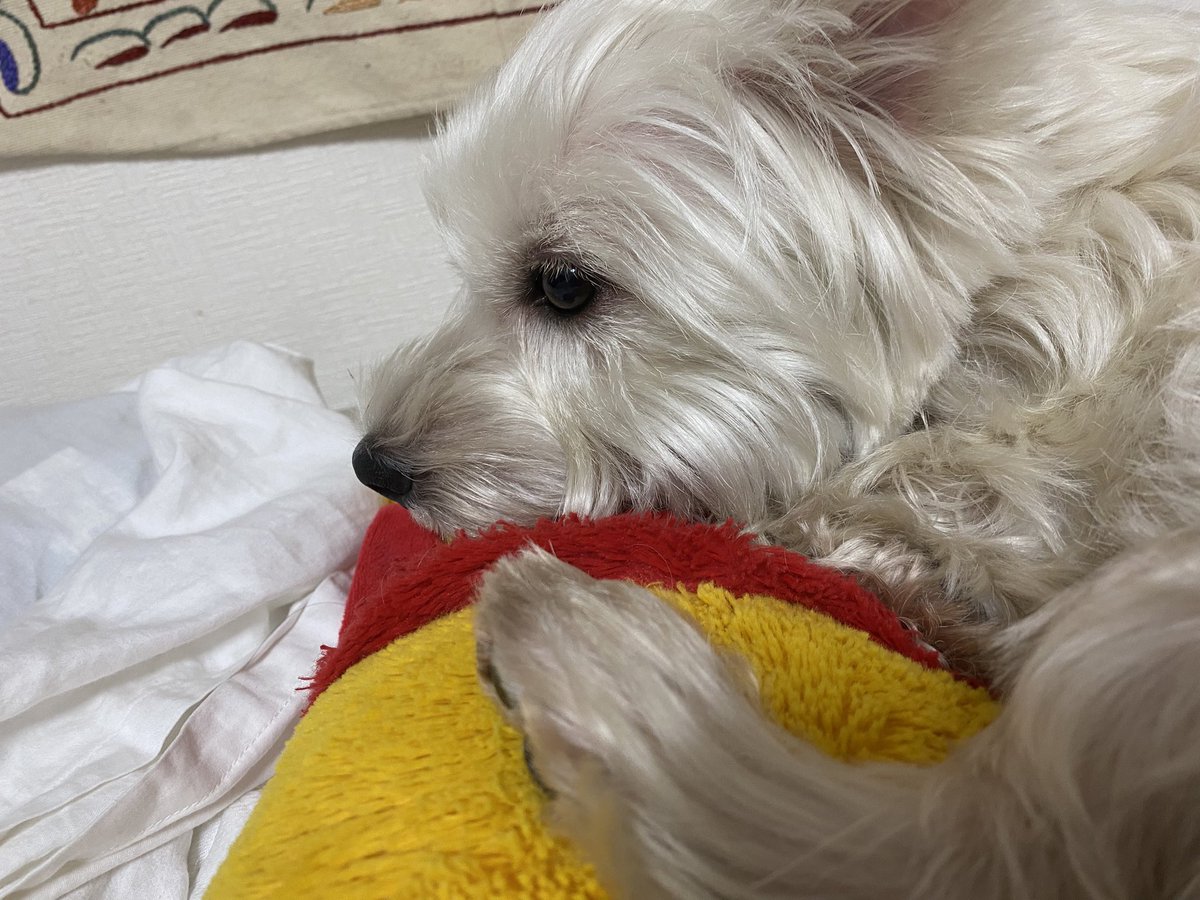 てら (@tera_westie) / Posts / X