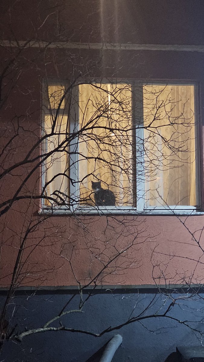 Снова котик