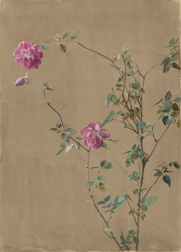 pink roses by fidelia bridges (1875)