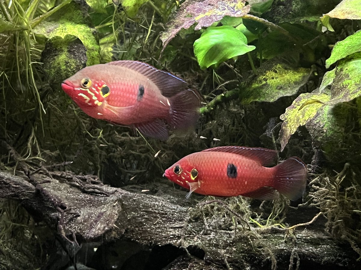 LivioL's tweet photo. My article about Rubricatochromis sp. ‘Ankasa’ in the January issue of Cichlid News. https://t.co/B5APKCs5Pe