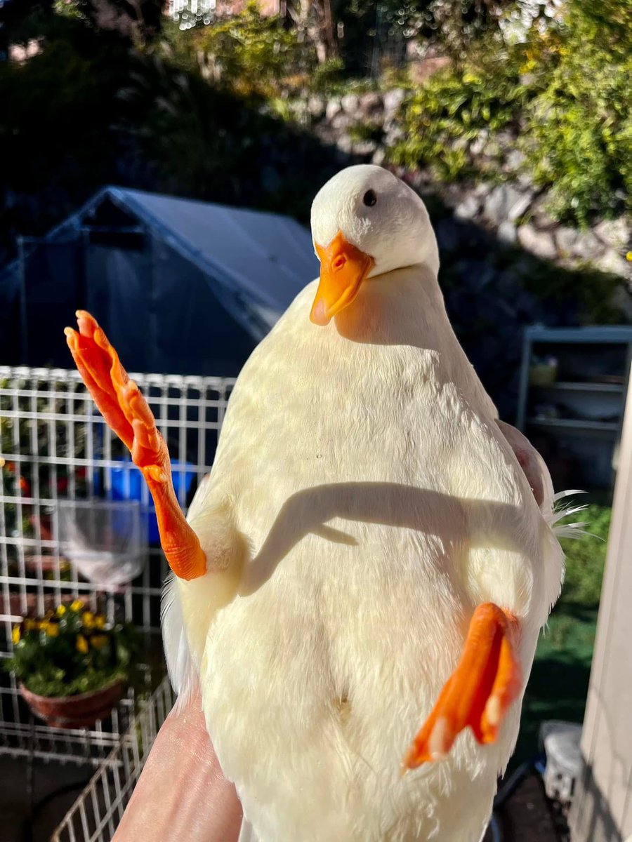 🐈‍⬛スーパーのえるくん🐾金欠 (@Noel__sub) / Posts / X