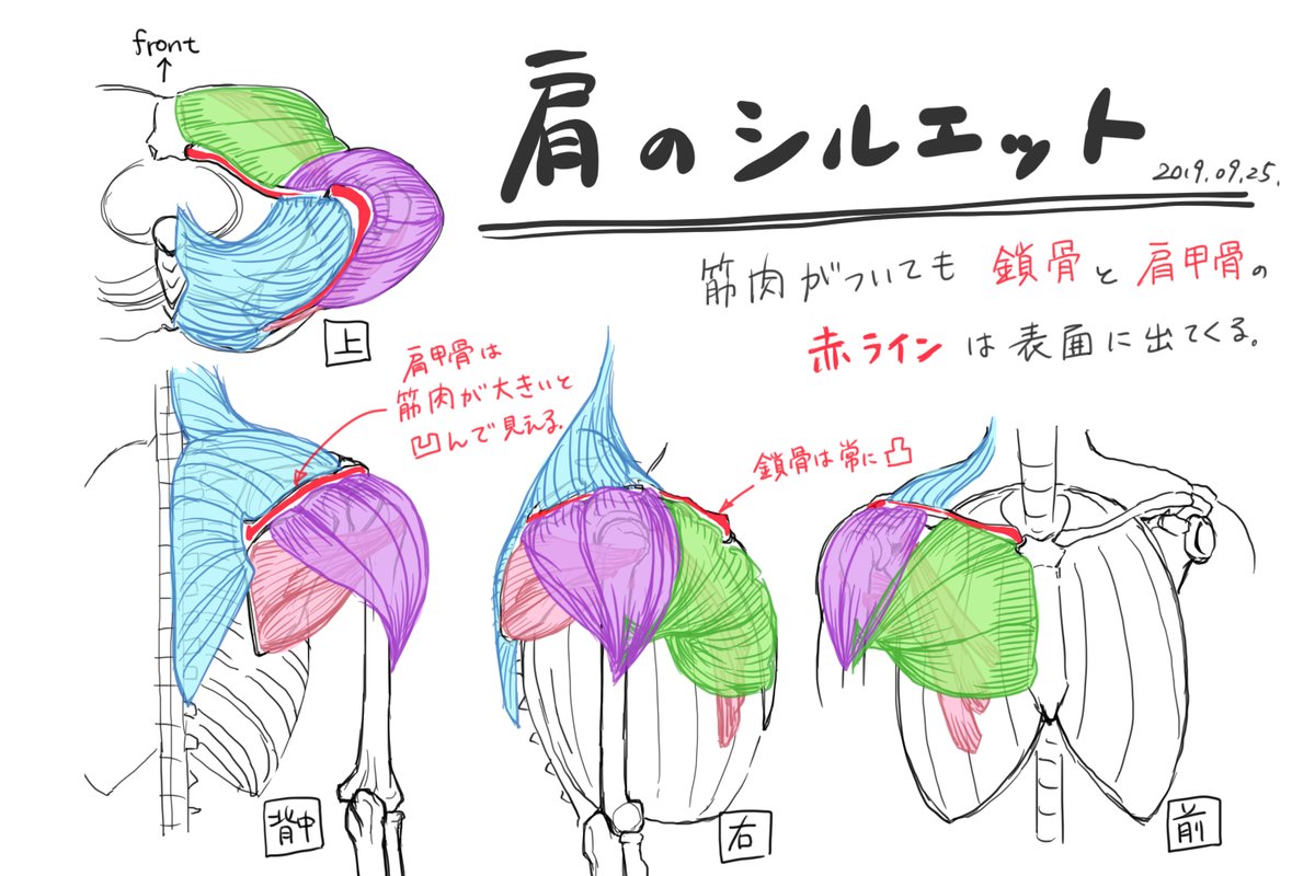 2019年→ 2025年。
解剖図の勉強は日進月歩なので、日々の作業では大きな成長を感じにくいのですが、6年前と比べると流石に少しは成長したように思います。
ある程度の知識がついてきたので、イラストとして正確さ、見やすさ、カッコ良さなどを考えて工夫しながら描くのが楽しい。