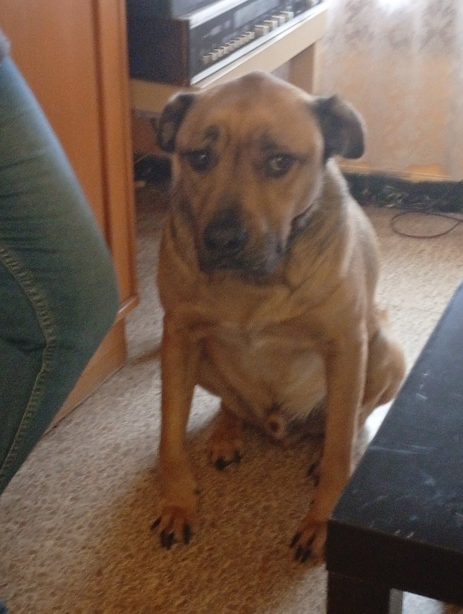 🚨  BUSQUEM LLAR PER AL GOS DEL MEU PARE 🚨
El meu pare té càncer terminal i ja no se'n pot cuidar. Per motius de força major, la família no el podem tenir. És un gos noble i molt bo que necessita una nova família o protector  Molt carinyós i tranquil.Ens ajudeu amb un RT ?.