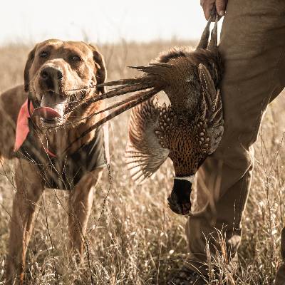 winchester's tweet image. From pointing, flushing and retrieving, a skilled upland dog is the ultimate partner in the field. Their nose, their instincts, their energy — unmatched. 

#HuntingDog #UplandHunting #GetOutdoors #WinchesterAmmunition