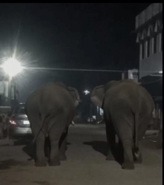 nv_odisha's tweet photo. 🦣🦣 wild elephants strayed into #Majhgaon, @DC_Chaibasa #WestSinghbhum @JharkhandVan, roaming human settlements in search of food. Growing man-animal conflict calls for urgent awareness &amp; safe coexistence. 🐘🌱 #Jharkhand #Wildlife #HumanElephantConflict
@byadavbjp @CSEINDIA https://t.co/YKCJAll5h8