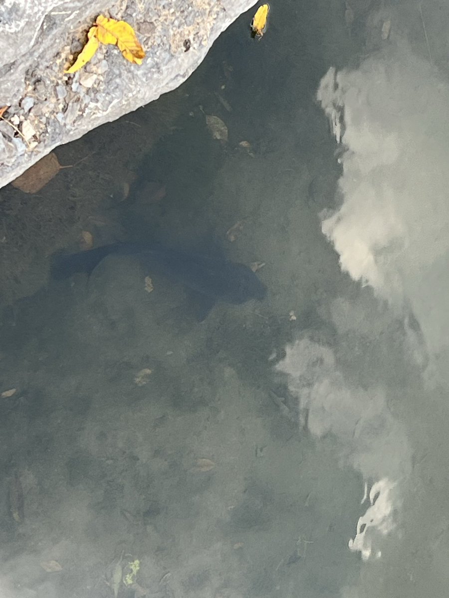 JaneDoeButs0's tweet photo. See the catfish in the water? Lol https://t.co/7wKAqREYUH