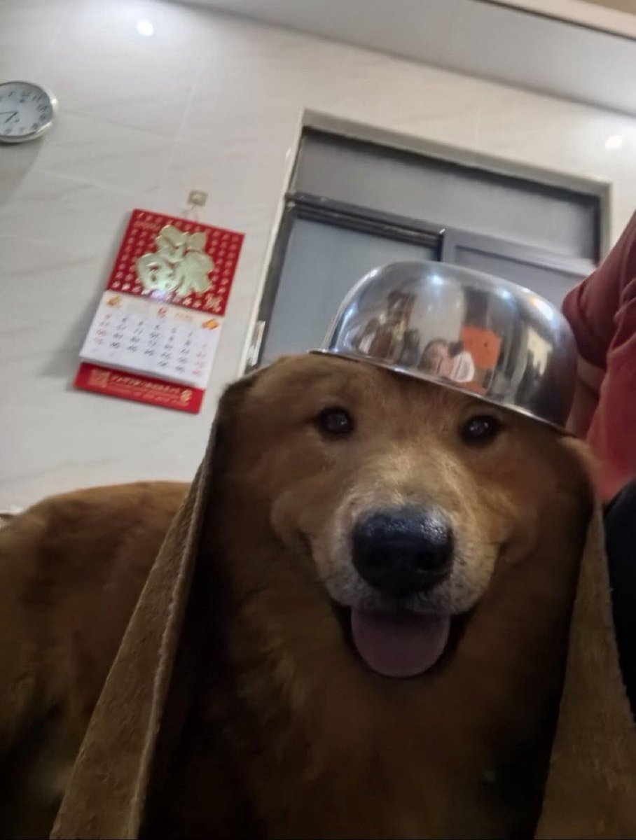 everything dogs 🐶 tweet media