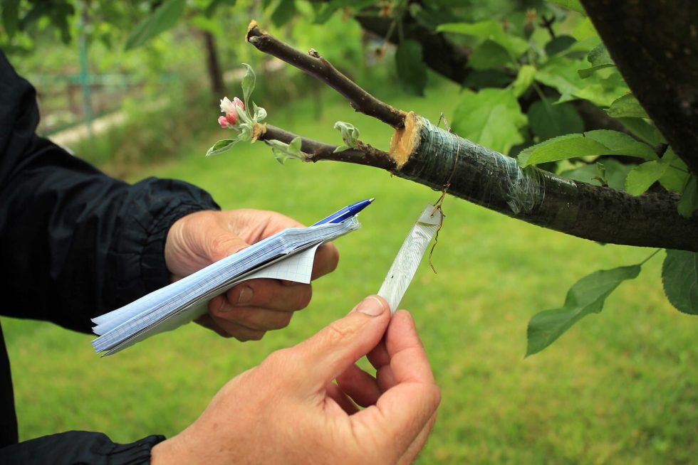 Just because a tree is green doesn’t mean it’s safe.  Our arborists at JC Tree Services, we see "perfectly fine" trees suddenly fail because underlying issues were left unchecked for too long. 

Are your trees due for a professional check-up. jctreeservices.com.au/hints-and-tips…
