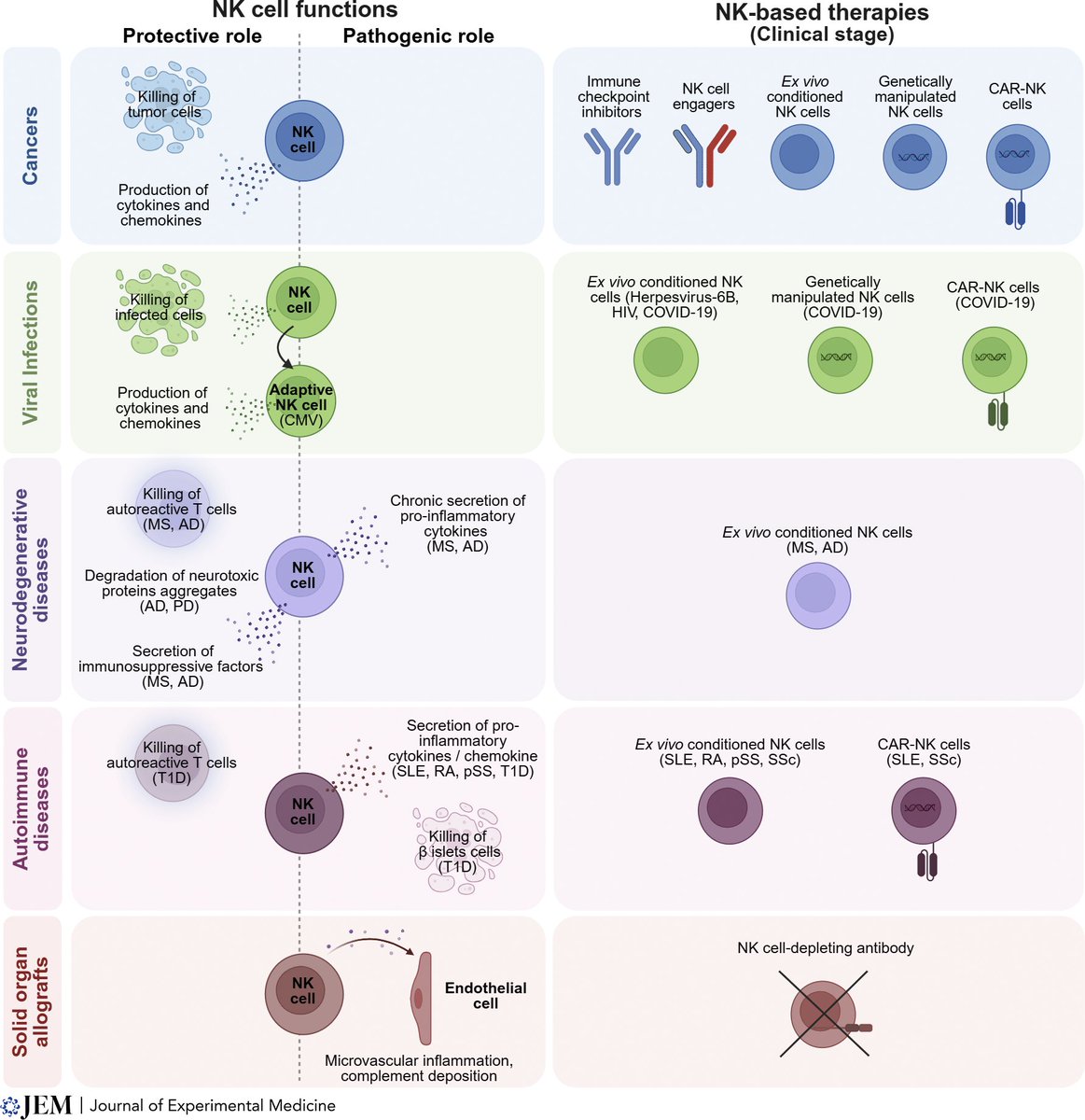 EricTopol's tweet photo. Natural killer (NK) cells are primarily being assessed to treat cancer, but they have substantial potential for Rx of neurodegenerative diseases, viral infections, and autoimmune conditions. A first-rate review @JExpMed 
https://t.co/1bEMrzeNsP https://t.co/FjGeXrOONY
