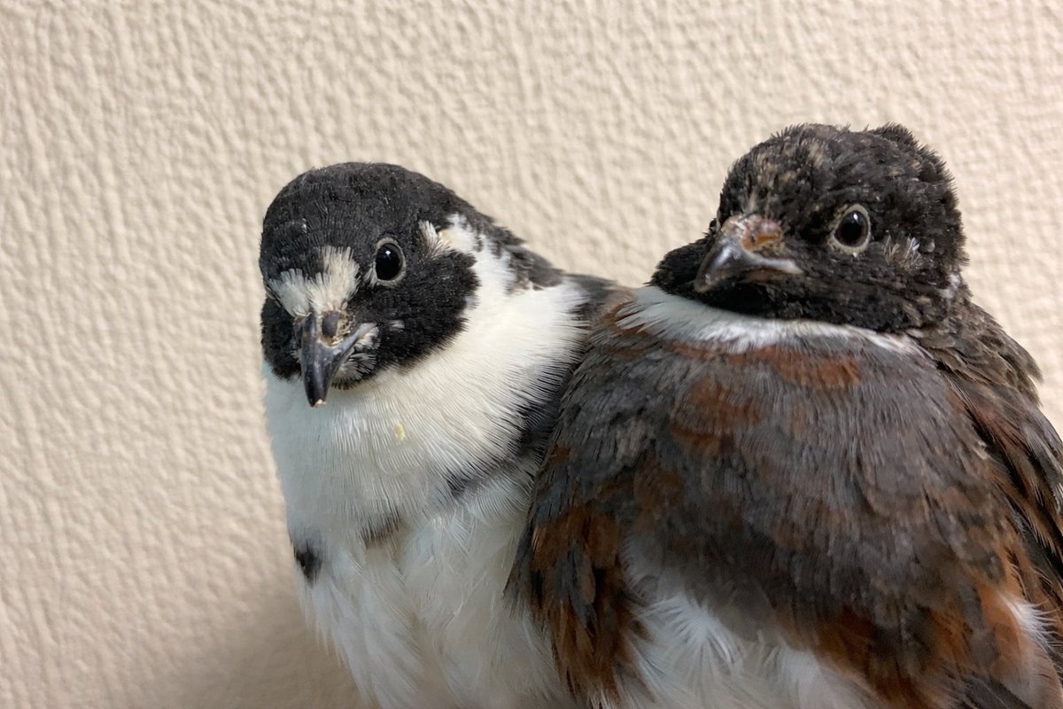 ポポチョロ🐦💨 (@1b4fc39ec9e04d3) / Posts / X