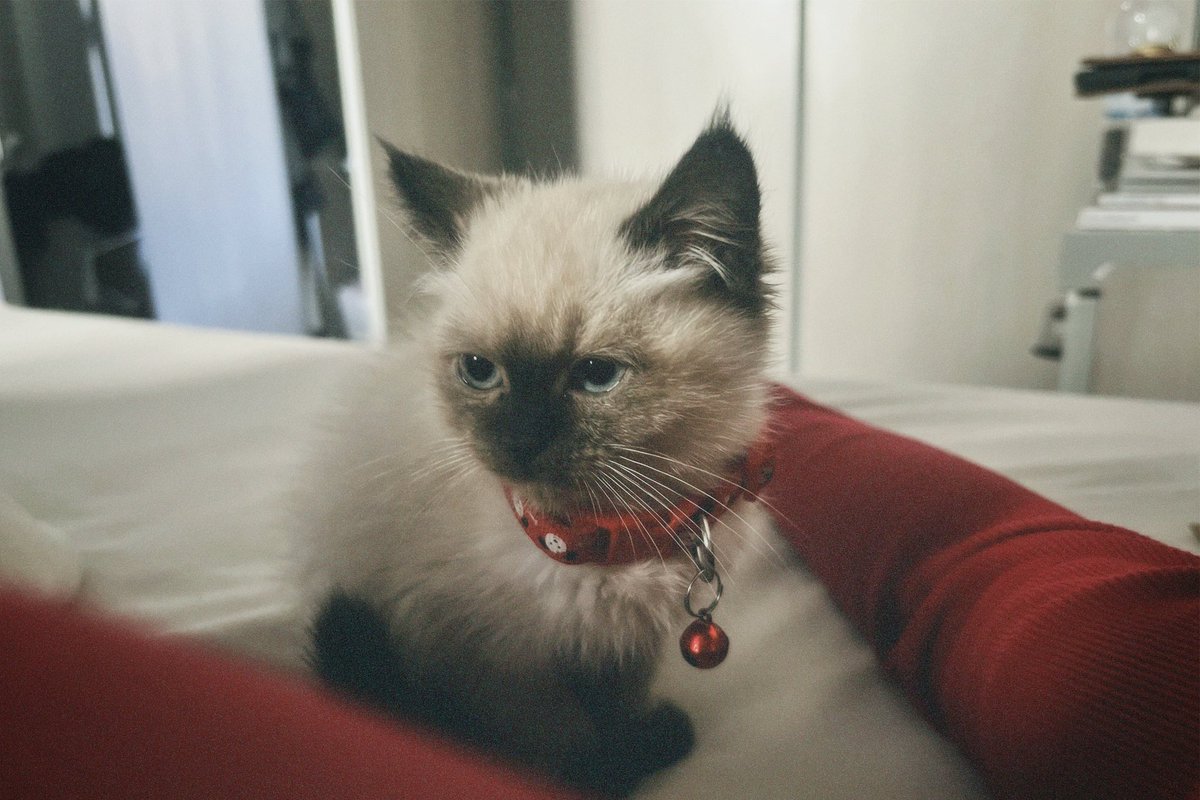 Maria Alali tweet media