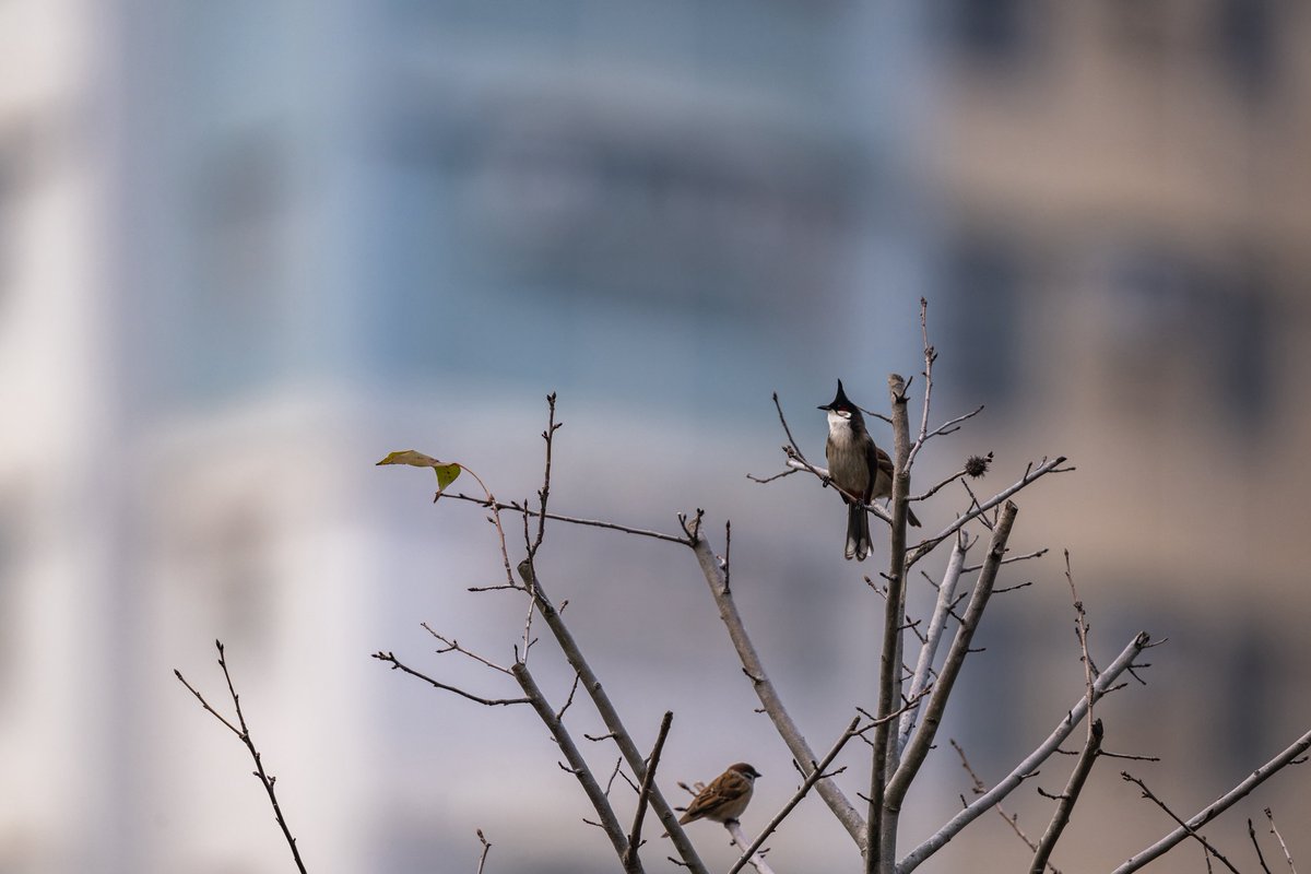 コウラウン後ろに香港を添えて