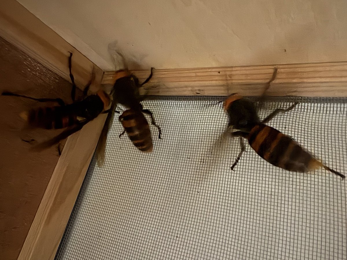 我が家の蜂さん越冬中