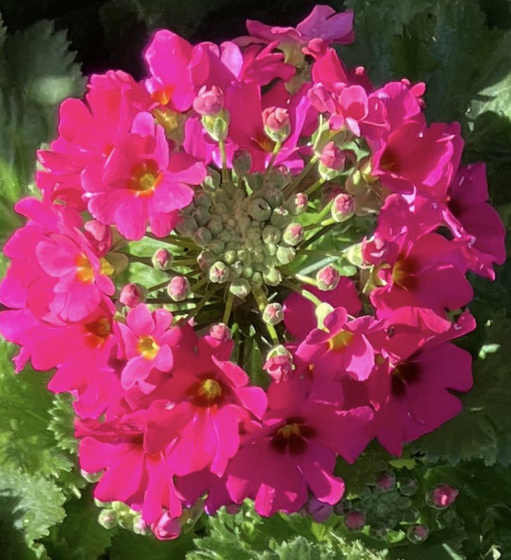 flower yumiさん専用ページ 🍀Yumi🍀 (@yumi_yumi0125) / Posts / X