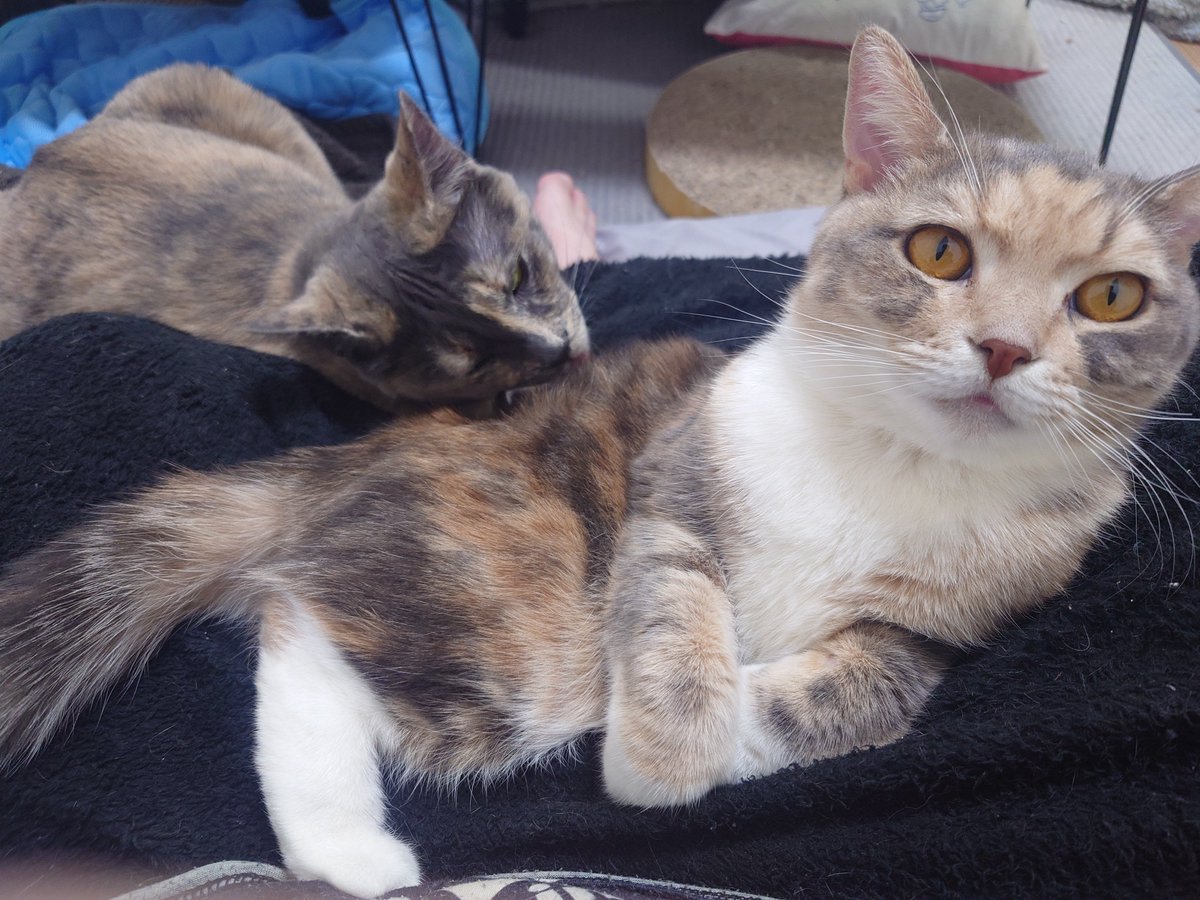 膝にいるねこたち😺
