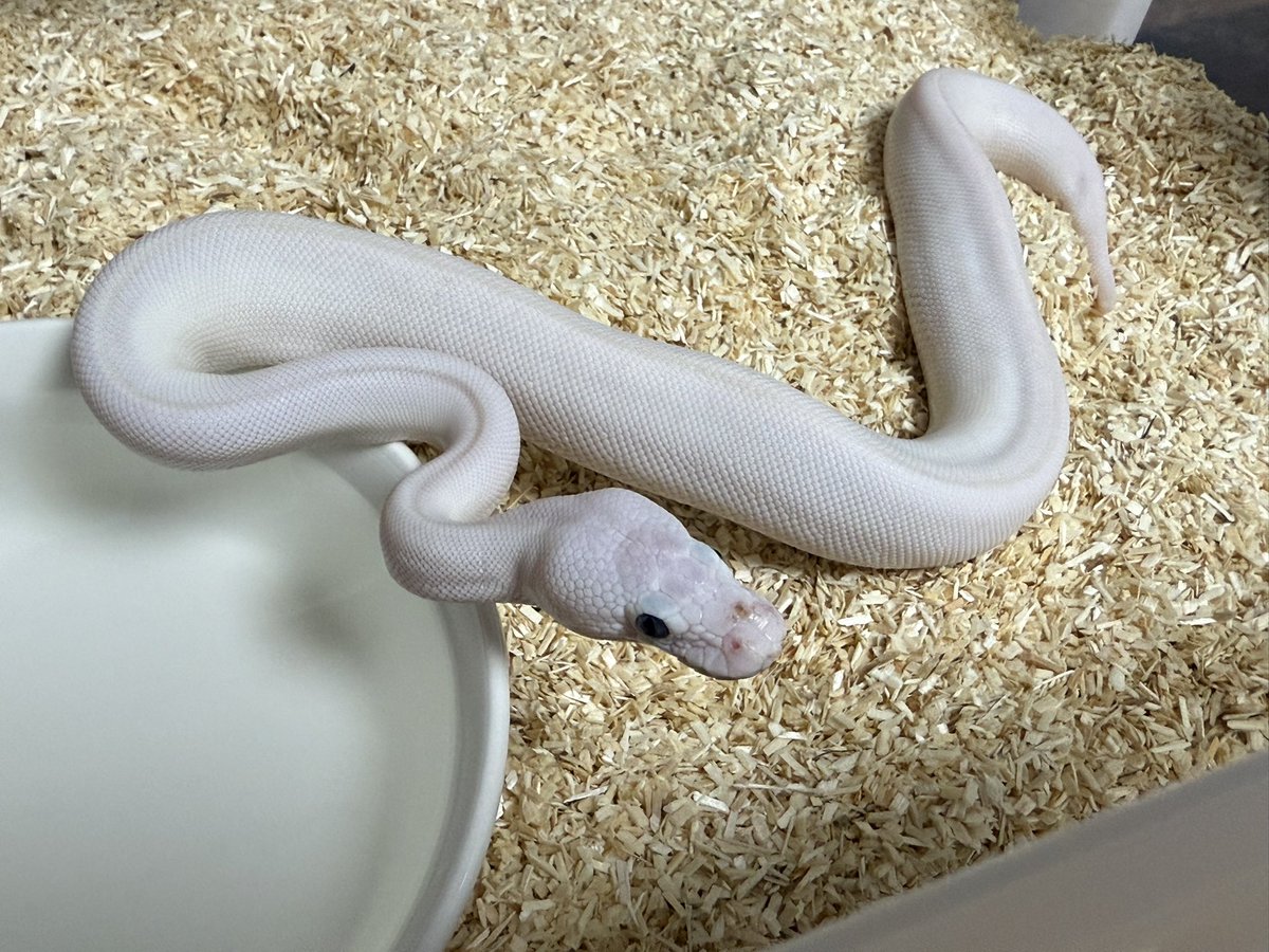 アルパカ1号(パカさん) (@momopaca1) / Posts / X