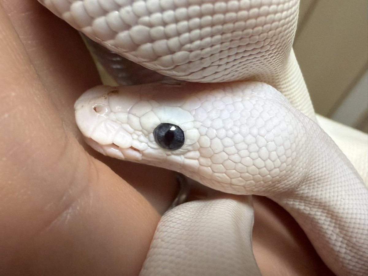 アルパカ1号(パカさん) (@momopaca1) / Posts / X