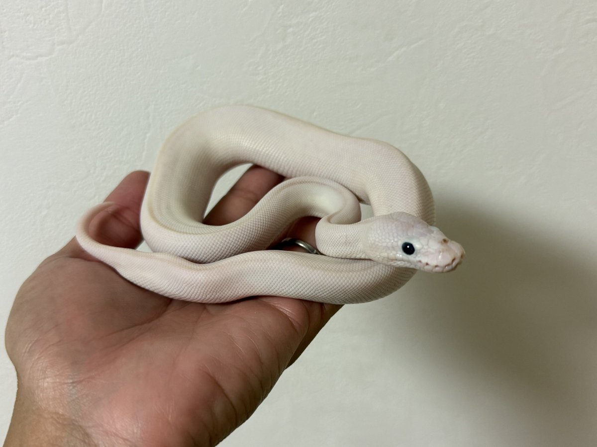 アルパカ様 1 アルパカ1号(パカさん) (@momopaca1) / Posts / X