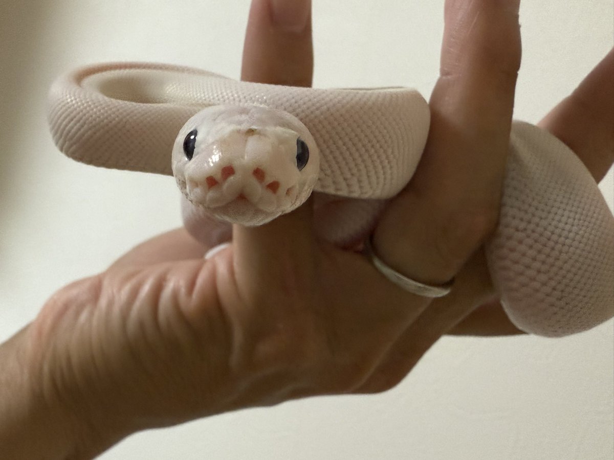 アルパカ1号(パカさん) (@momopaca1) / Posts / X