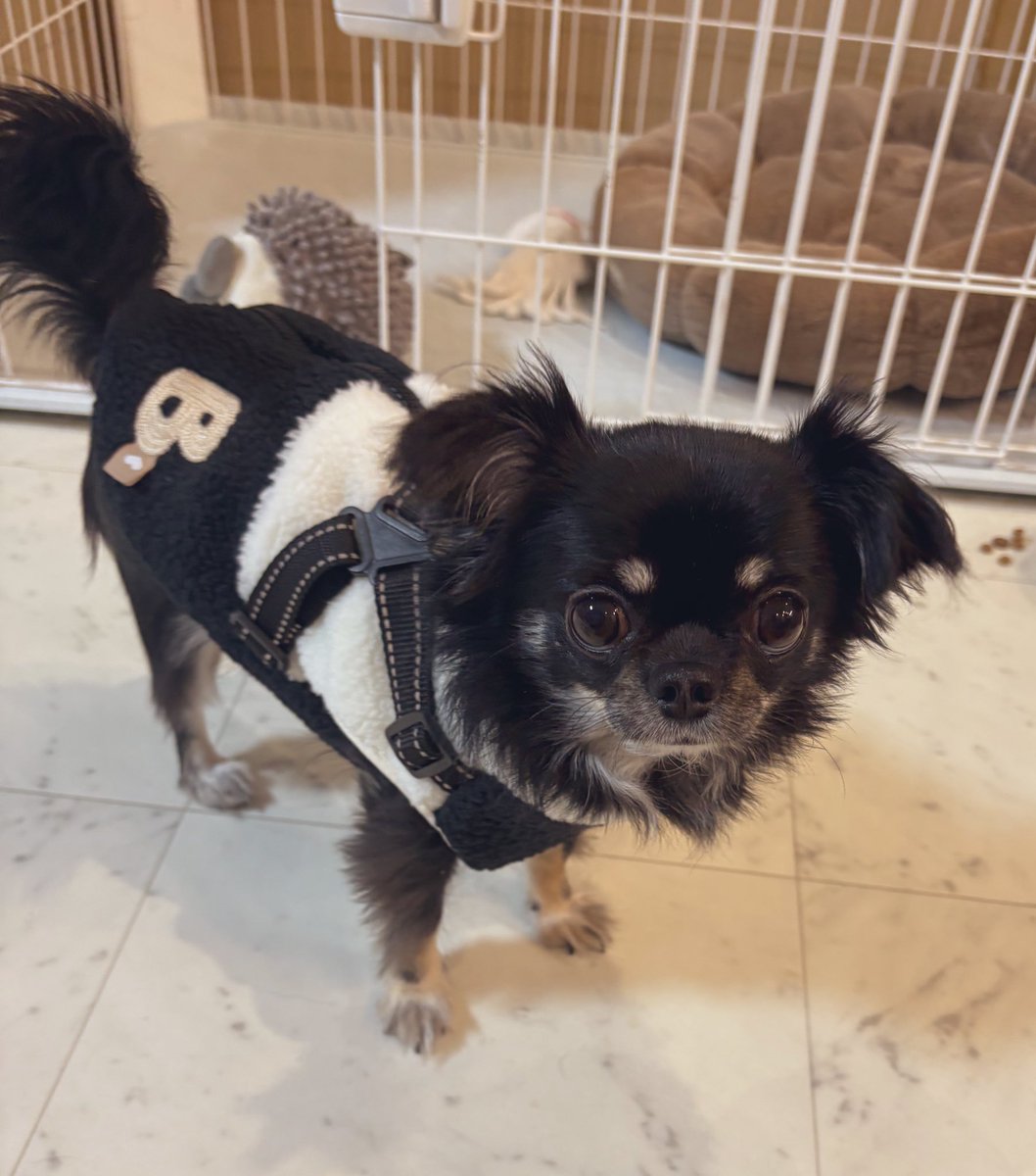 新しく買ったハーネスウエアぱんだみたいで可愛い