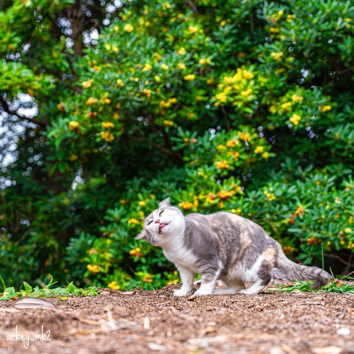 あっきー (@ackey_mk2) / Posts / X