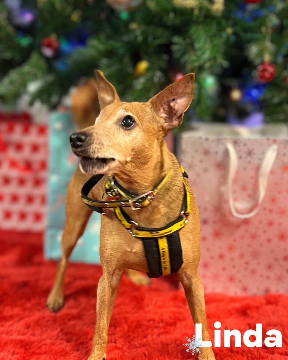 Dogs Trust Merseyside tweet media