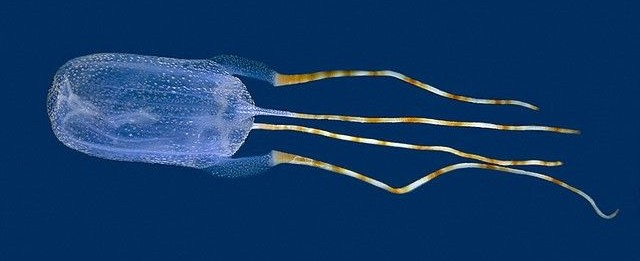 pattayascuba's tweet image. #Bonaire #Banded #Box #Jellyfish

First described in 2011, Tamoya ohboyame actually originated from the response of "Oh boy" given by scuba divers who had seen the results of its painful sting - usually during night dives.
#scubadiving

More here:

private-scuba.com/sea-life/marin…
