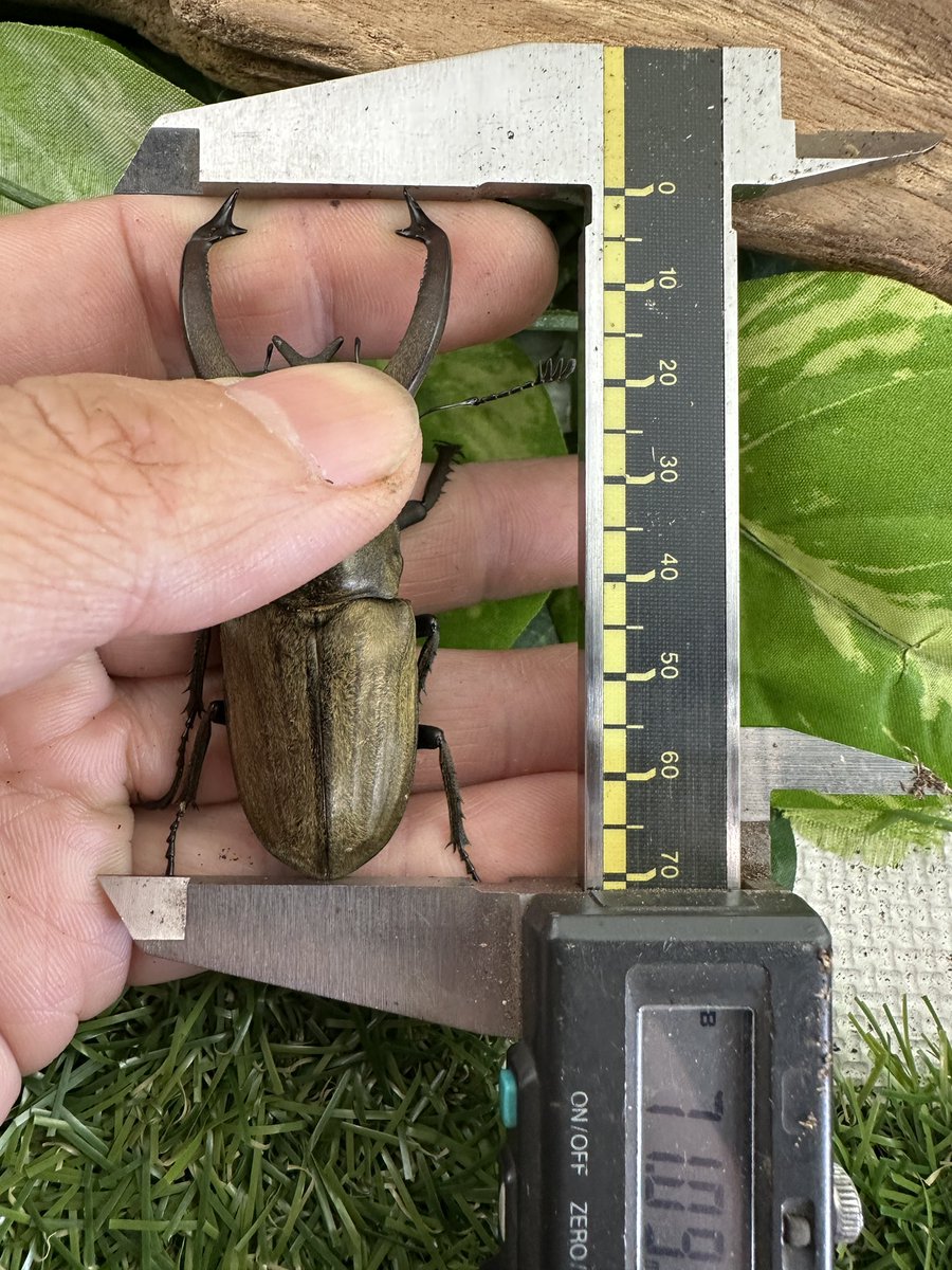 Sparkle Beetle (@BeetleSparkle) / Posts / X