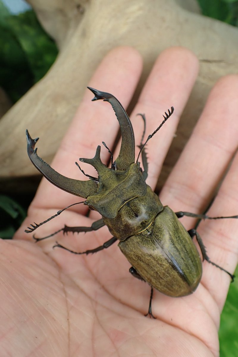 Sparkle Beetle (@BeetleSparkle) / Posts / X