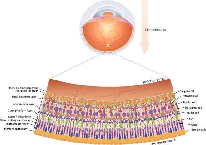 cx_ion's tweet photo. @ragecvlt Why does this remind me of the layers of the retina https://t.co/94cNEnEF5D