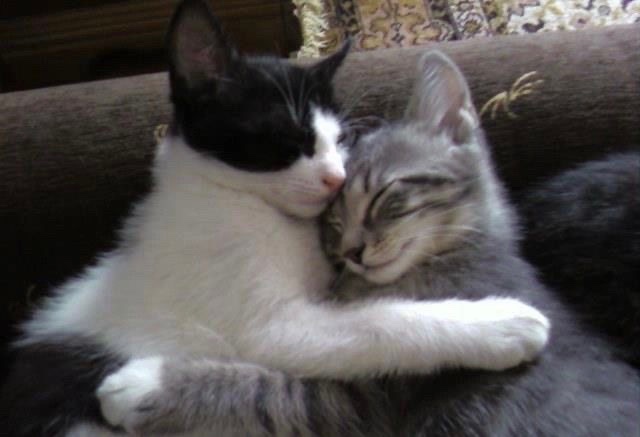 daily cats ♡ tweet media