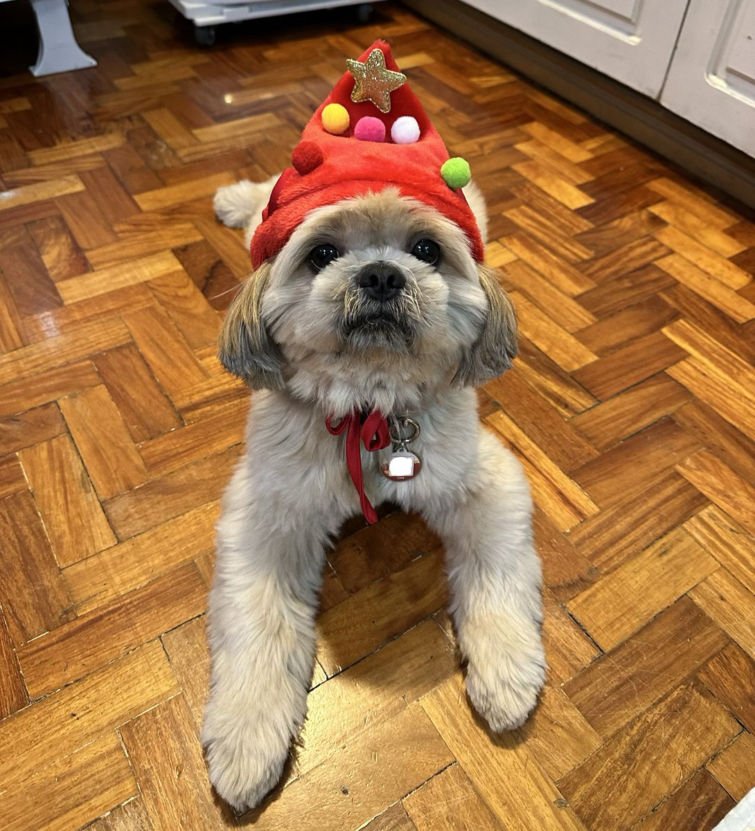 Himitsunes! Kashi wishes you an early Merry Christmas🎄!

If anyone of you got pets, send some pics! I would love to see them too :3