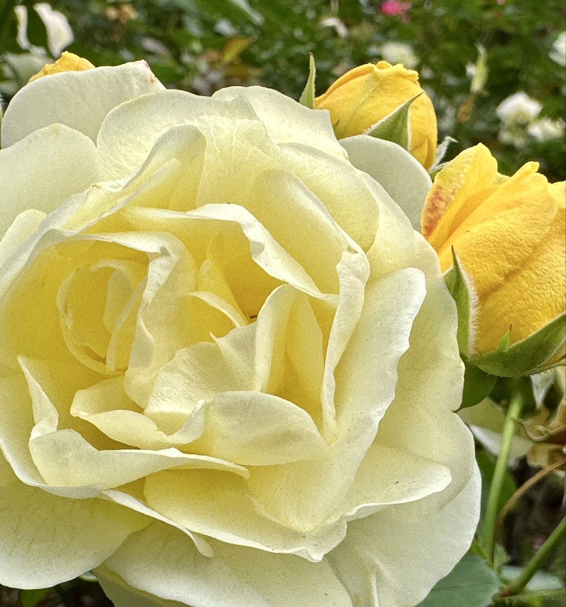 薔薇は「ゴールデンボーダー」🌹
( Rose Golden Border )

素敵な夜を🌹✨🍀🩷😊
Good Night ♪ 

#GoldenBorder
#ゴールデンボーダー