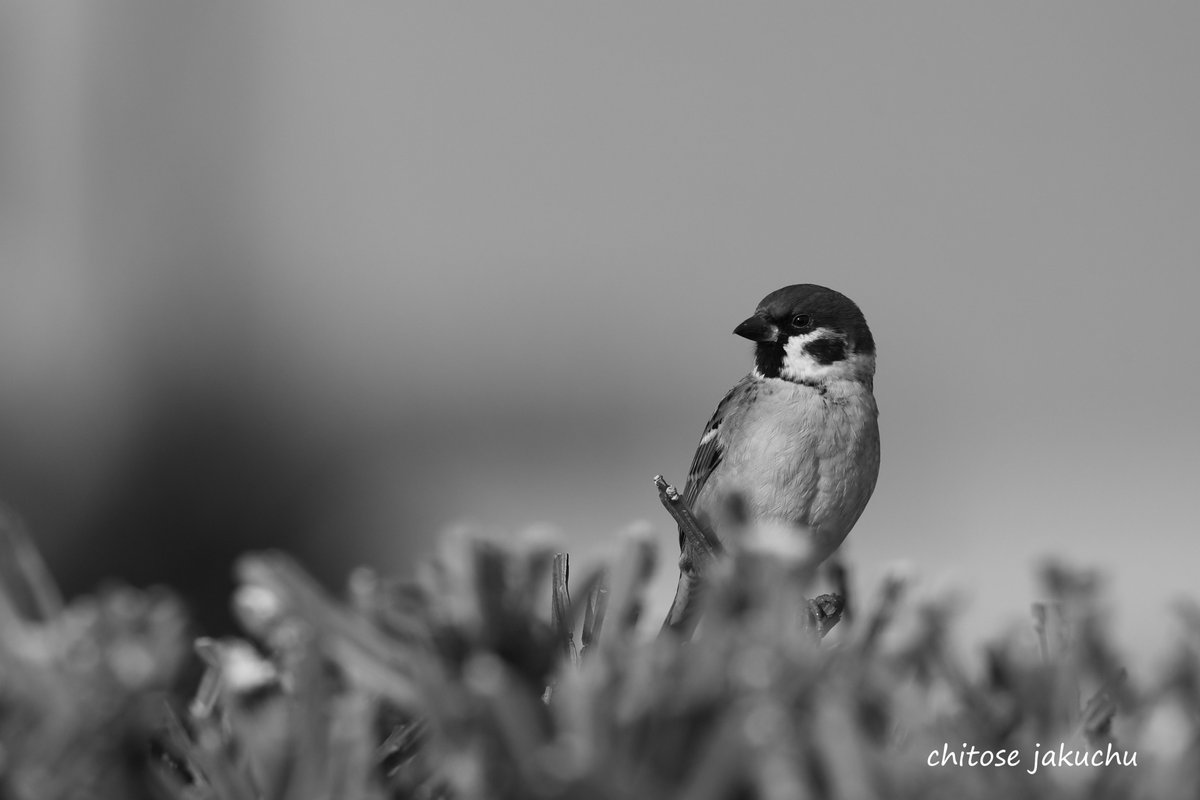 妻が、褒めてくれた。 「スズメの写真、上手だね」と。 嬉しい限り