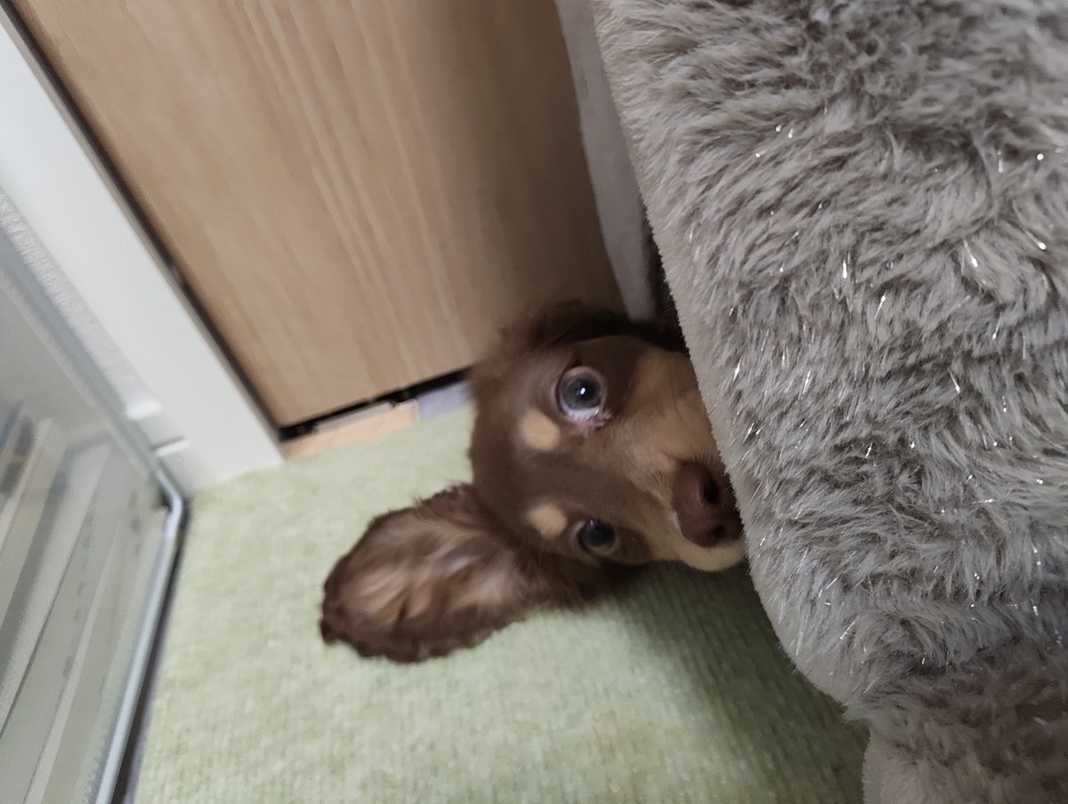 Pluto (Miho, gura) tweet media