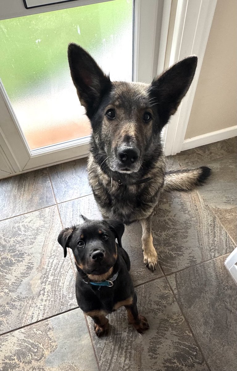 DC_Police Dogs ( Puppy Development Program) tweet media