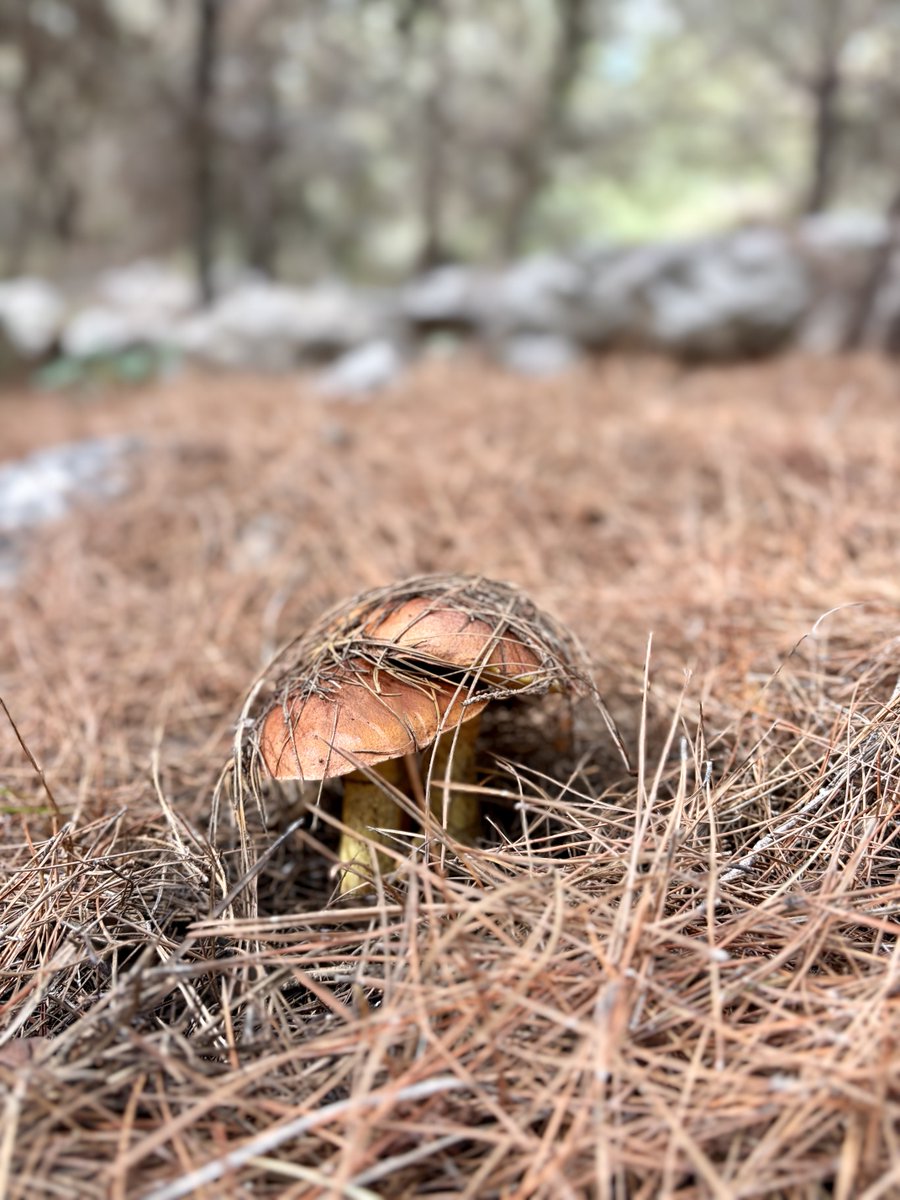 Утром почти дождь, а потом такое. Очень люблю нашу осень. Конец Ноября - Декабрь. А там уже и миндаль скоро и весна.