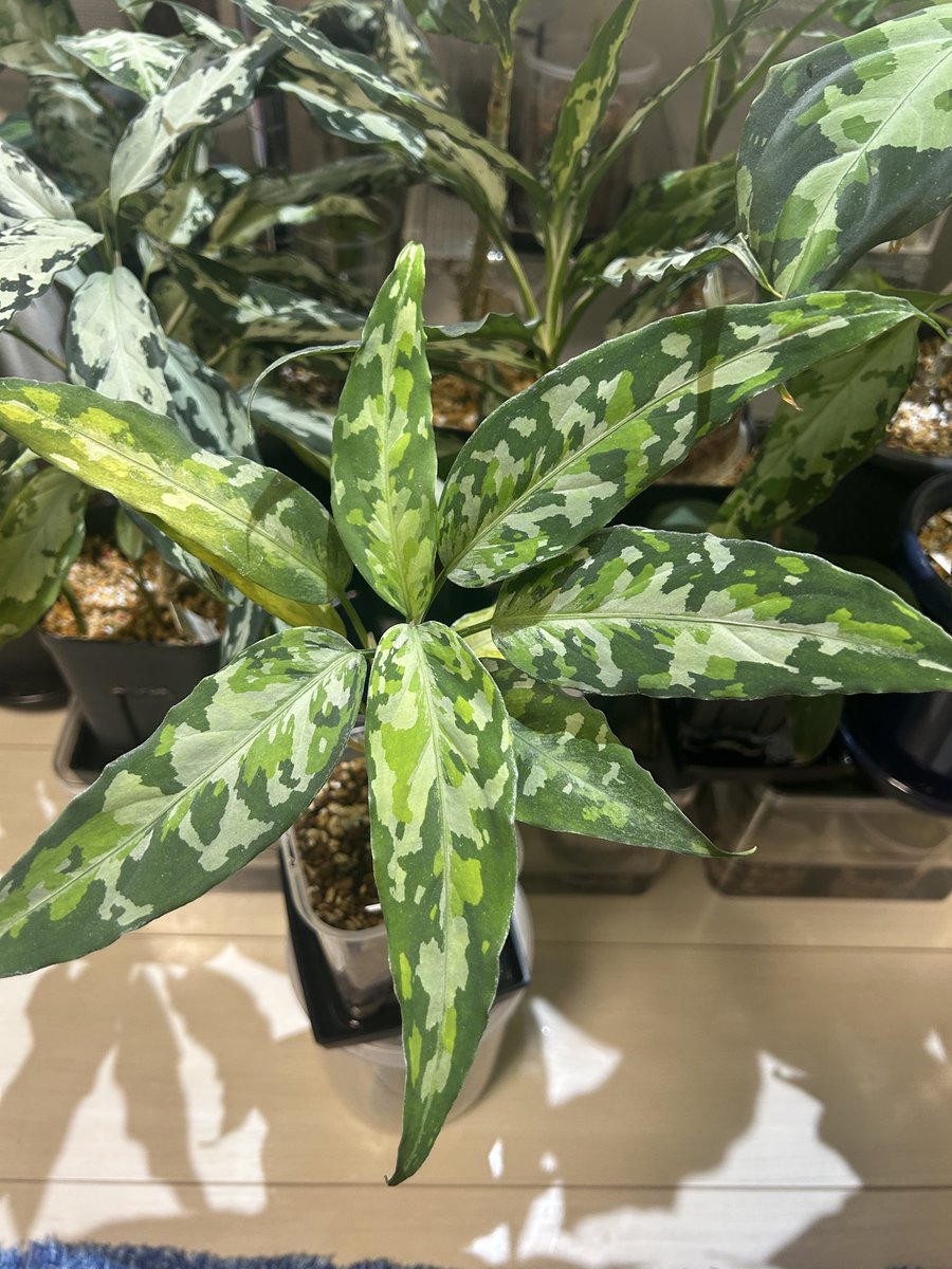 専用　アグラオネマ　A Aglaonema pictum AS Aceh, Sumatera, LA0317-04 |