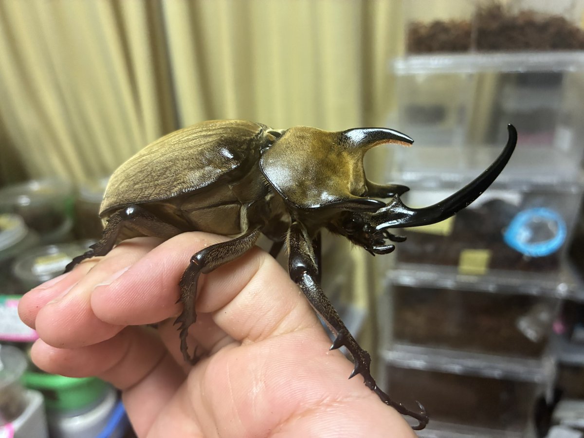 かぶぶくわわ (@mushi_lowkun) / Posts / X