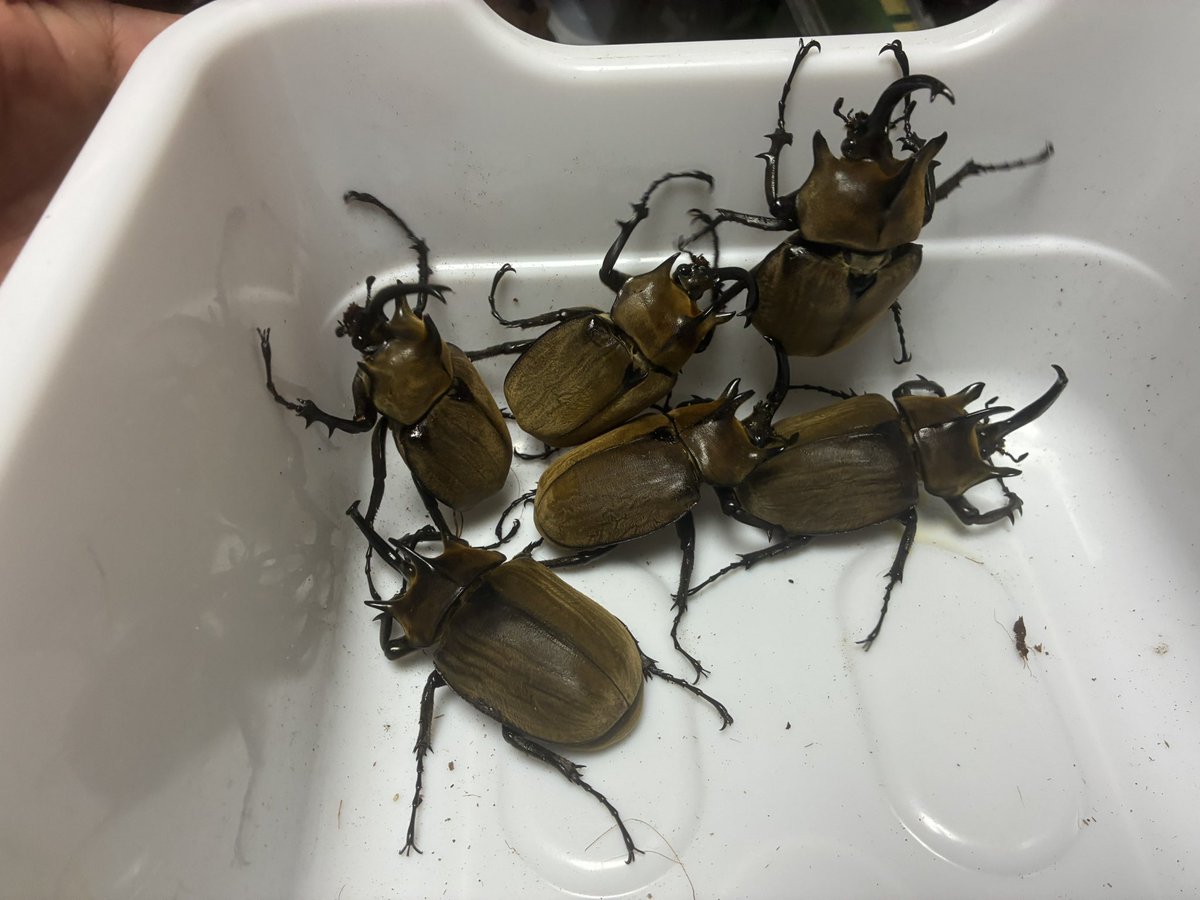 かぶぶくわわ (@mushi_lowkun) / Posts / X