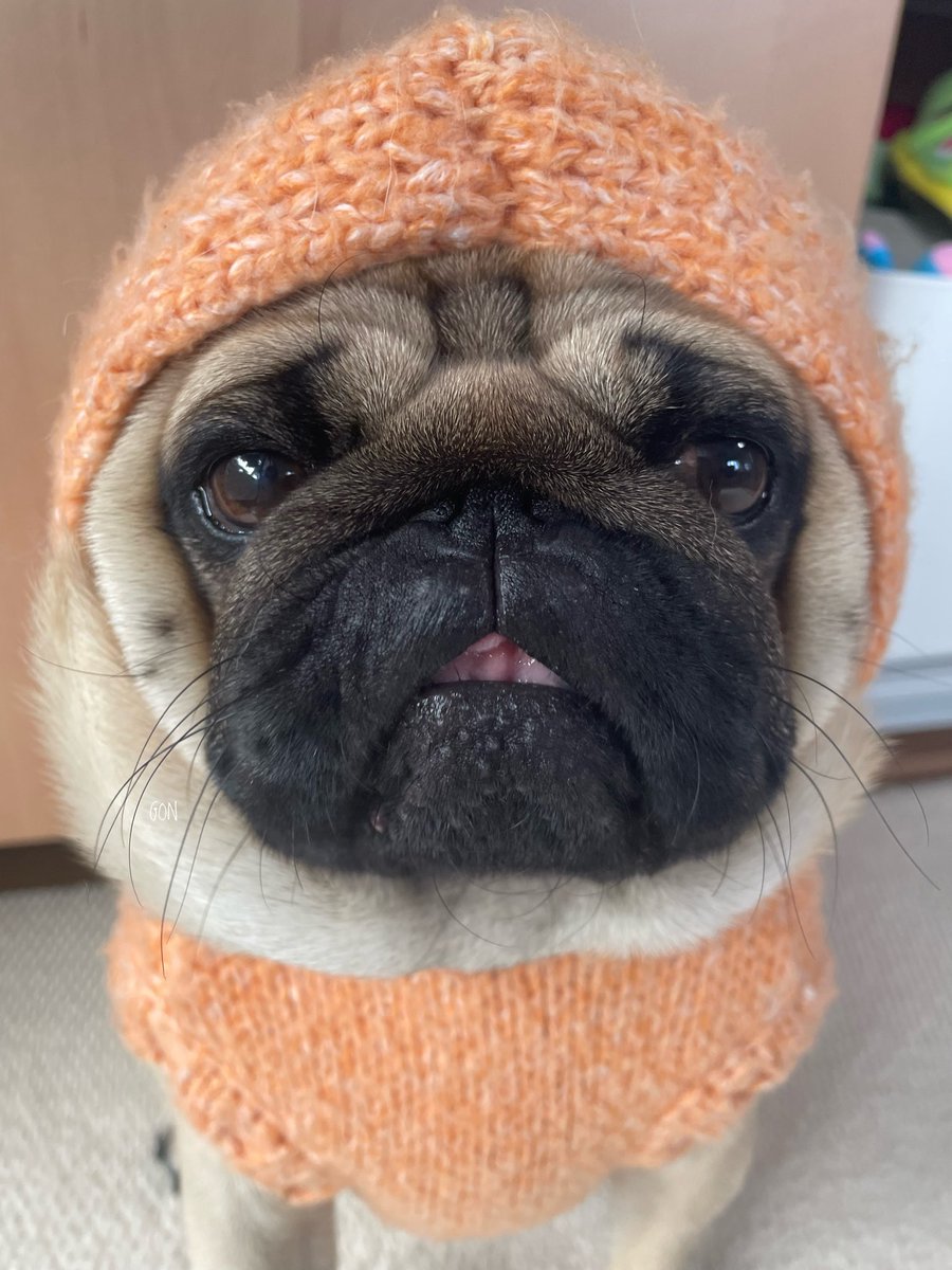 ばぐパグ (@pugbagu) / Posts / X