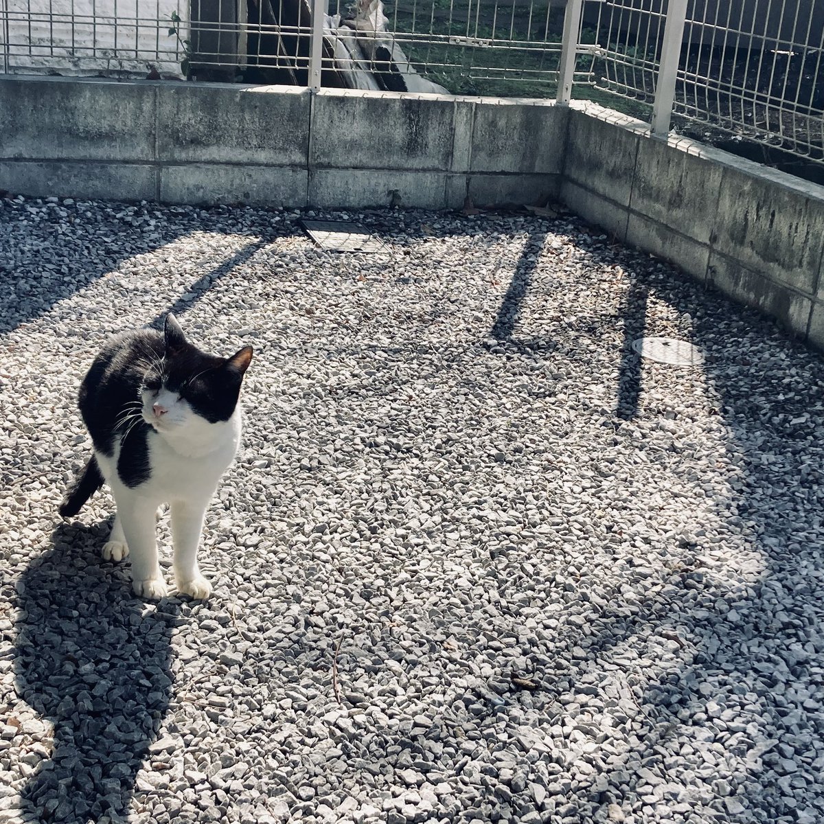 のぶりん (@Nana7Poirot1) / Posts / X