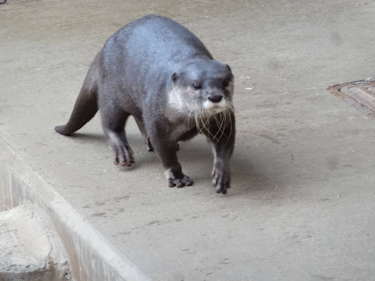 cocoronさま✨ コロンさん😊麻袋にも入ったりしてました 2025.12.20市川市動植物園
